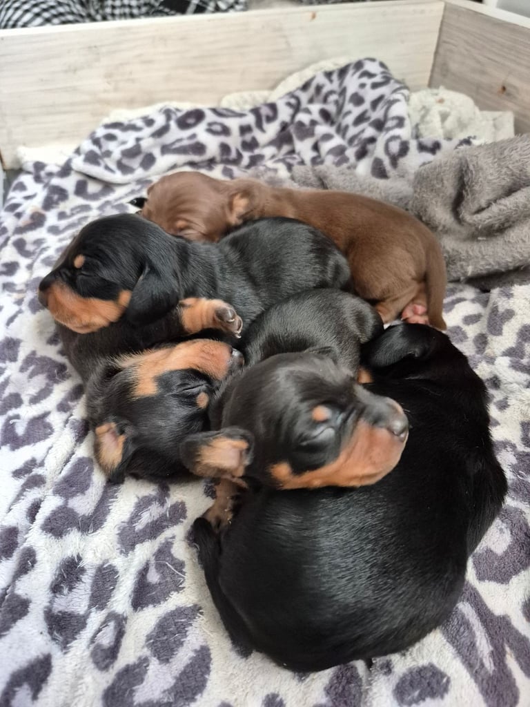 Minature Dachshund puppies