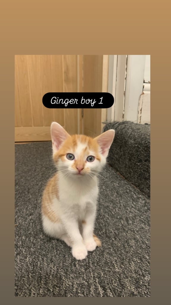 image for 8 weeks old Kittens - ready to go