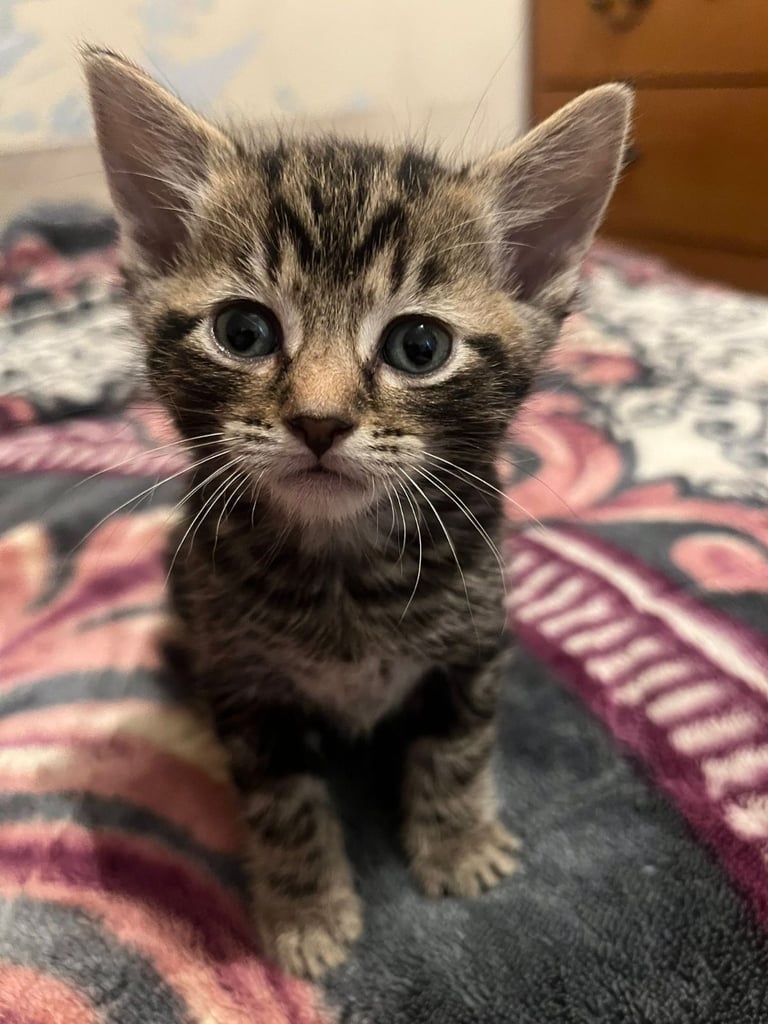 Kittens 