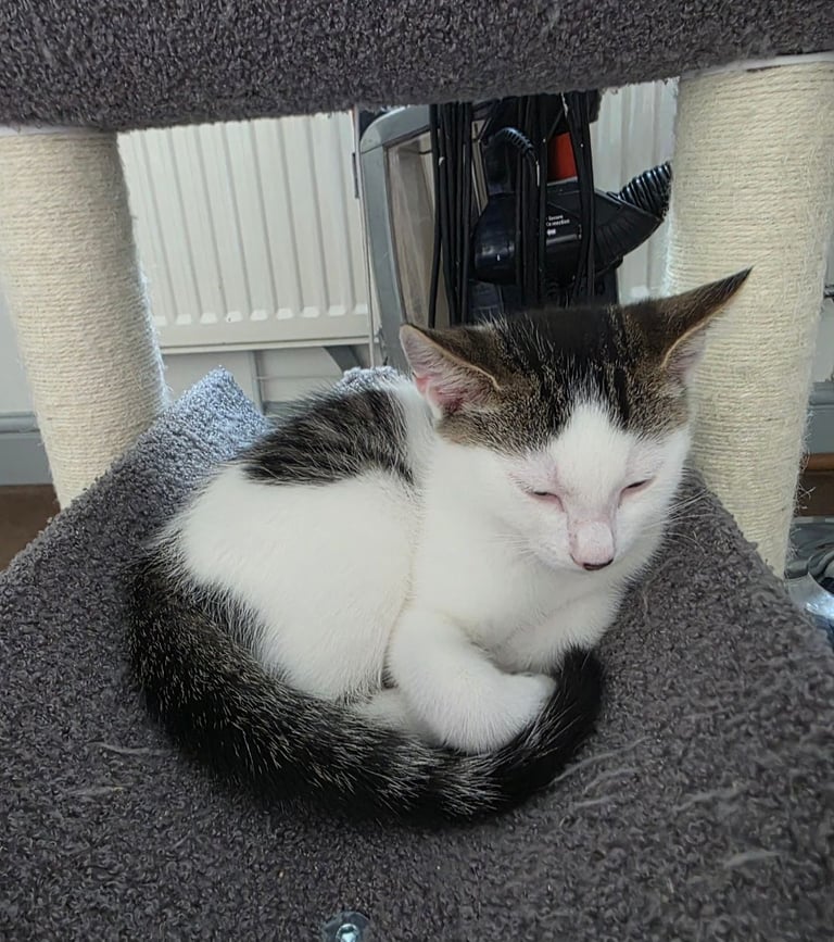 image for Little boy left all his sisters found new homes. 