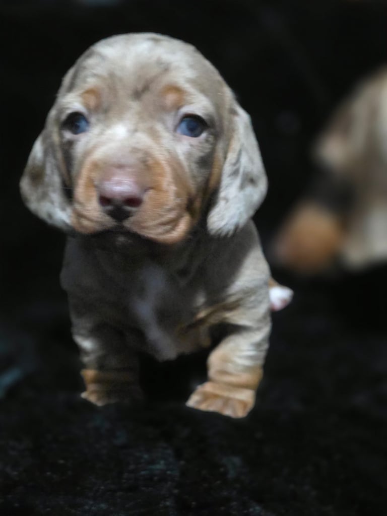 Perfect puppys 