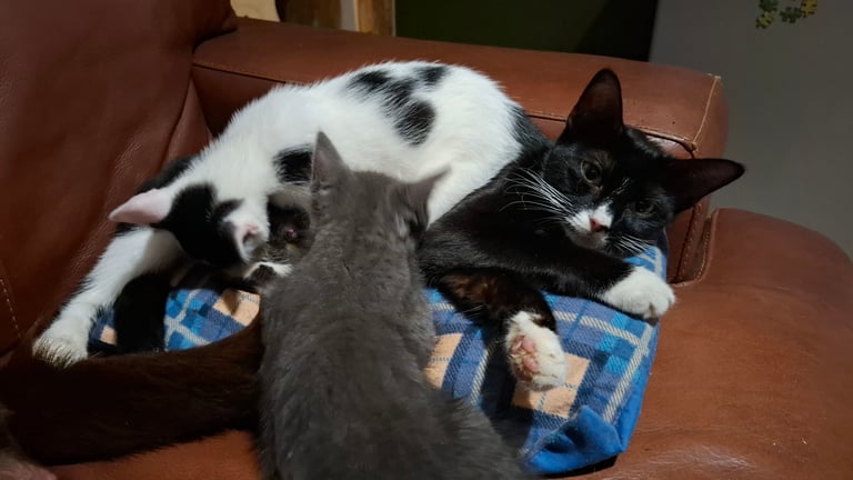 5 kittens ready to go to new homes 