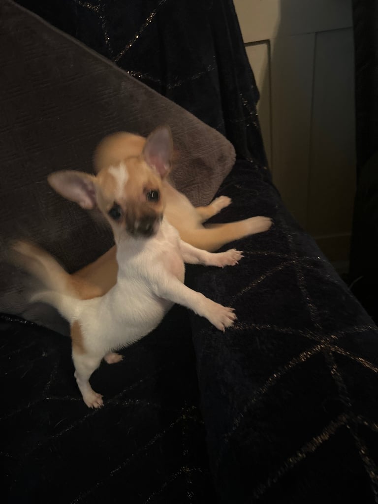 Chihuahua puppies 