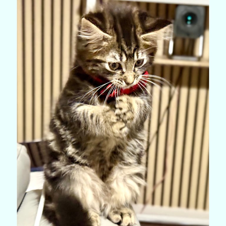 Stunning Ragamuffin X Main Coon Kittens