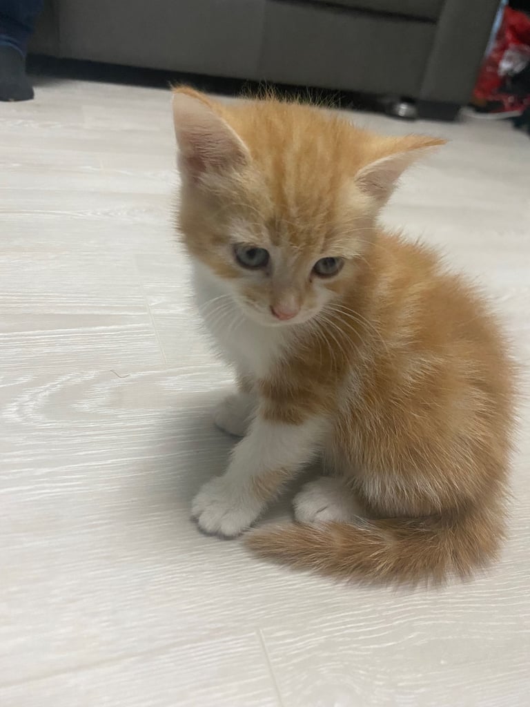 Cute white and ginger kitten