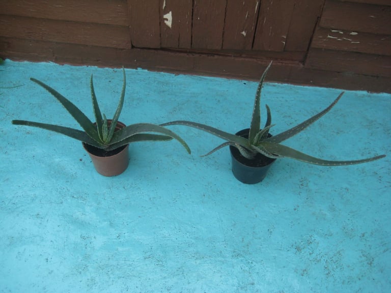 image for 2 Medium Aloe Vera House Plants for £4.00 Each