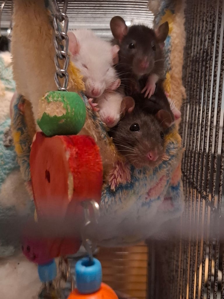 Baby Rats for Sale