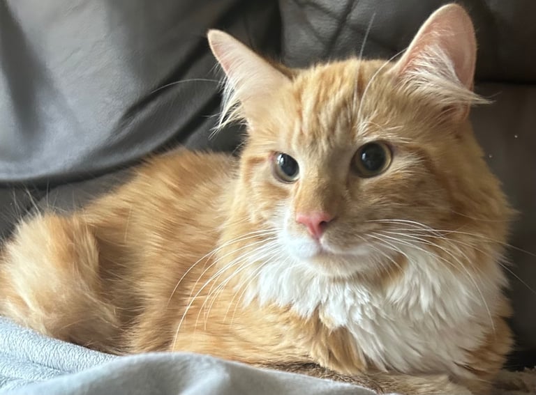 Half Maine coon 