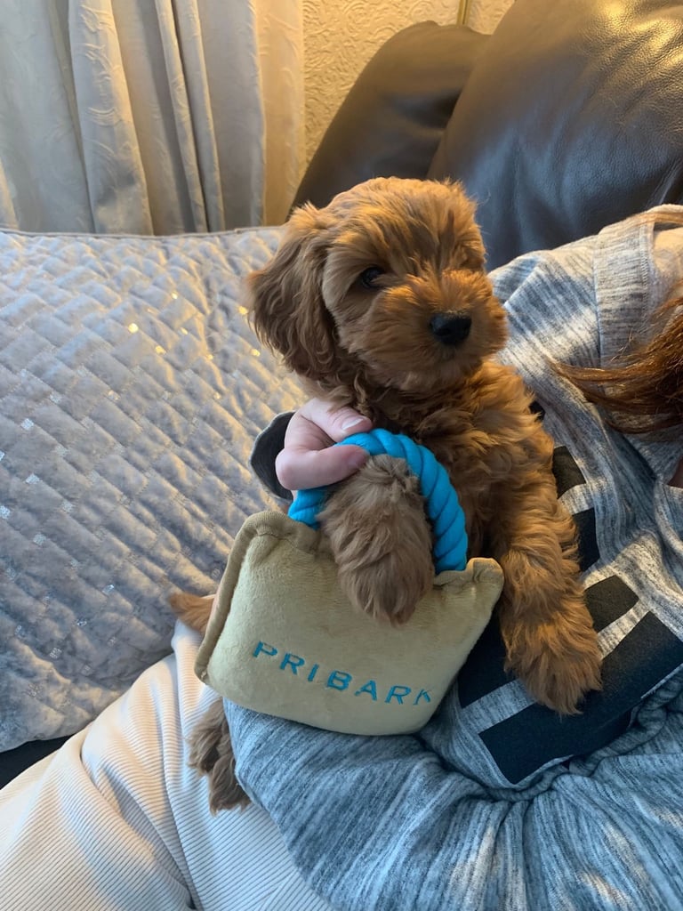 Cockapoos for Sale F1b