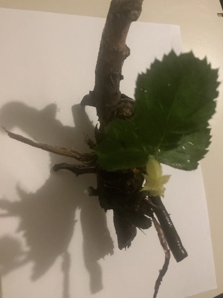 Blackberry Bare Root Ball Plant