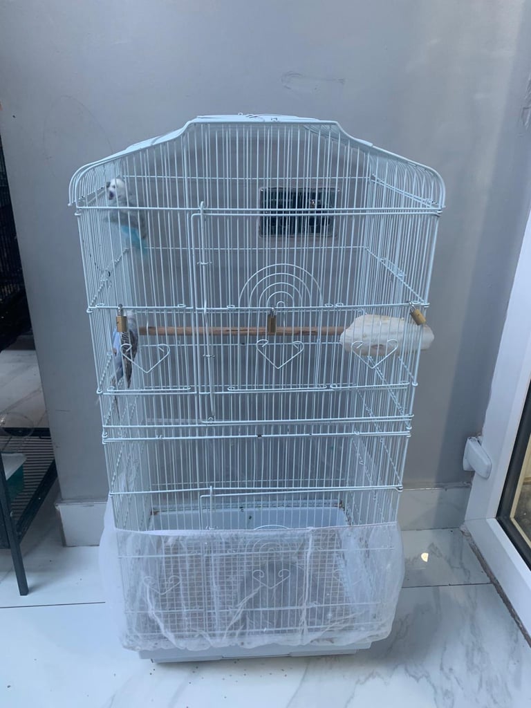 Budgies for sale 