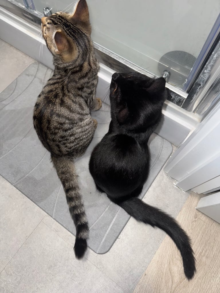 Two 7 months old kittens