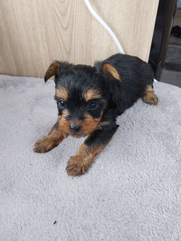 2 Yorkshire terror puppies 