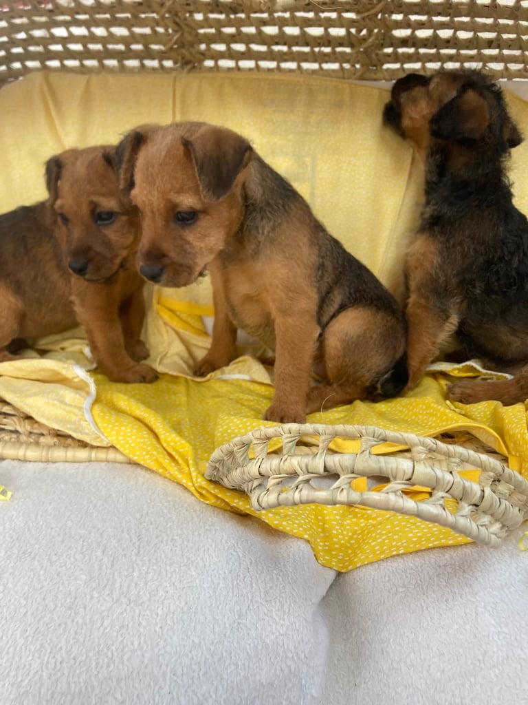 Lakeland terrier puppies for sale 