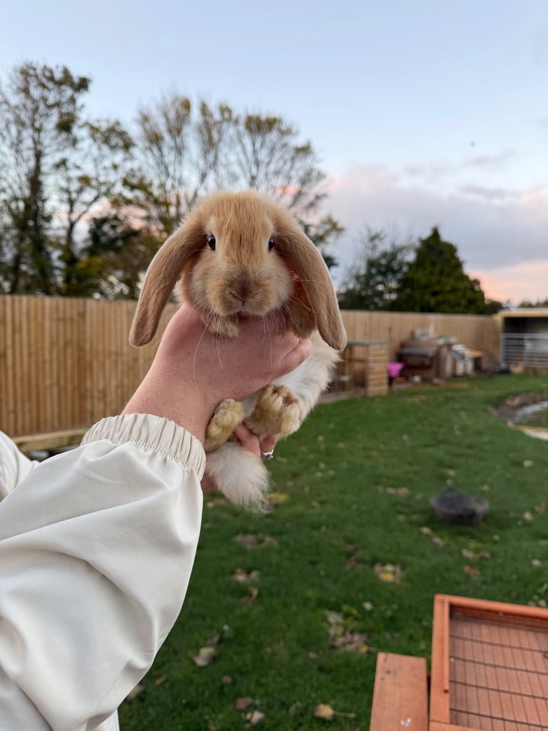 image for Giant French Lop Kits