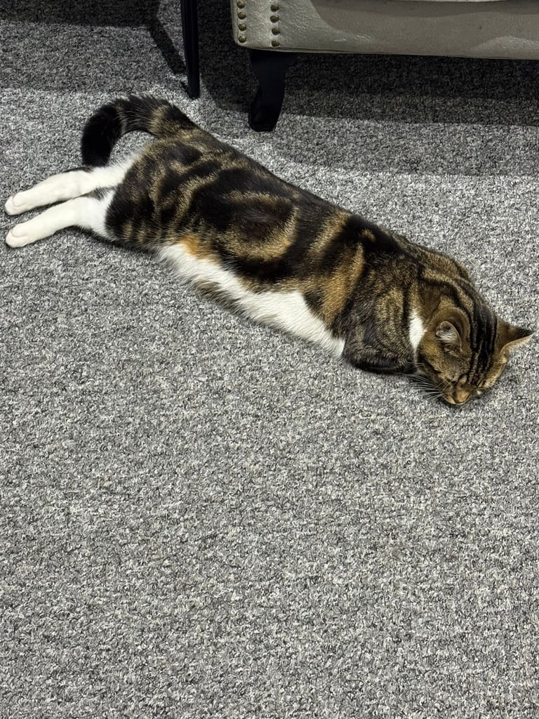 2 brother cats for sale