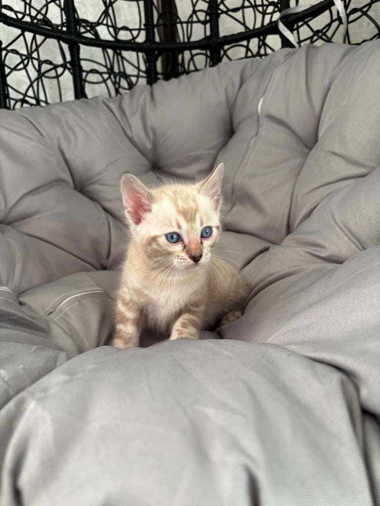 🐾Gorgeous Pure Bengals Ready Now🐾