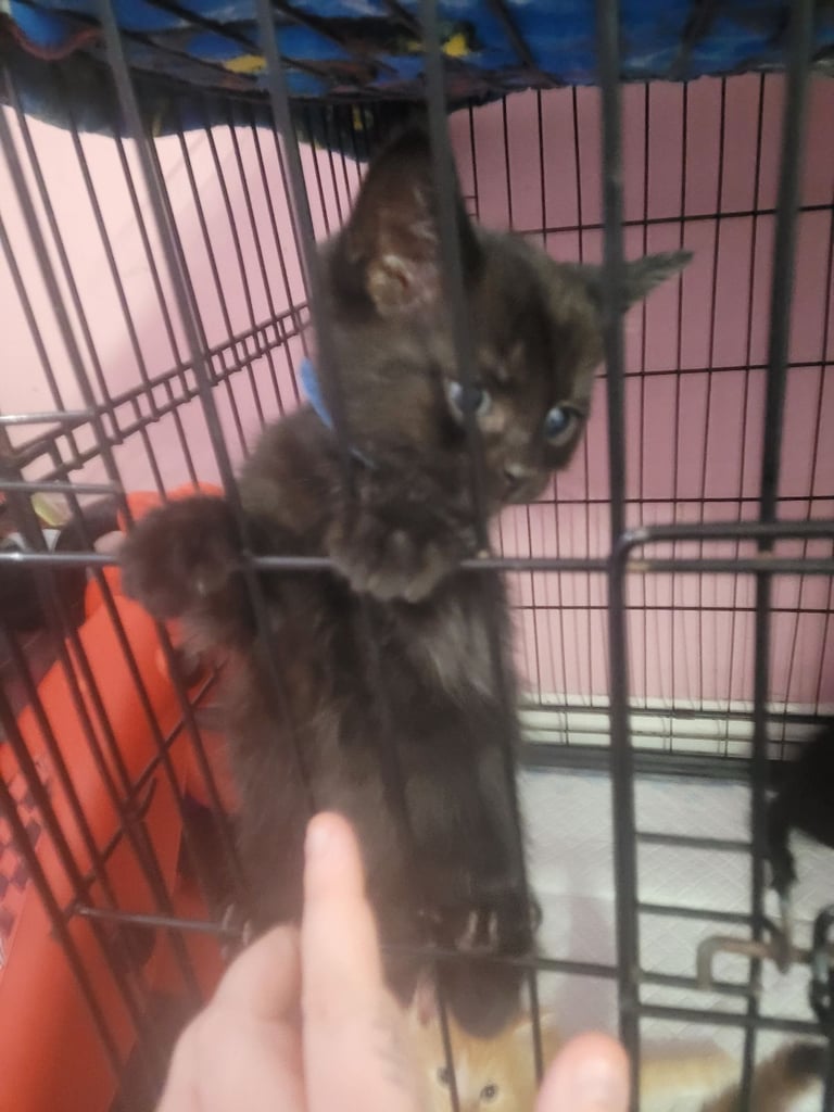 Kittens half ragdoll very fluffy 