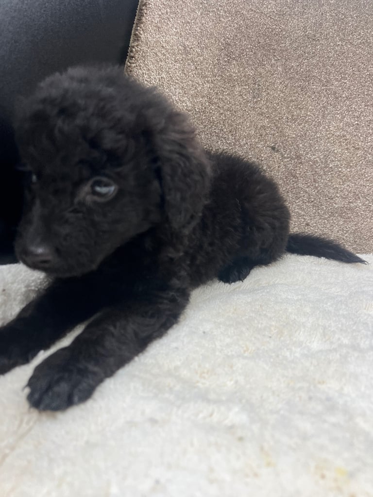 Cockerpoo puppies 