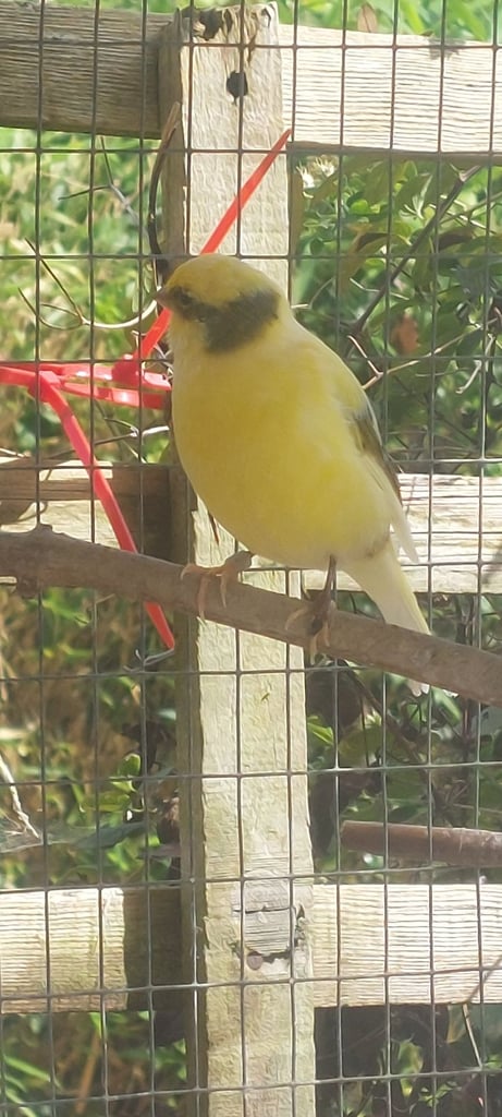 canaries for aviary only