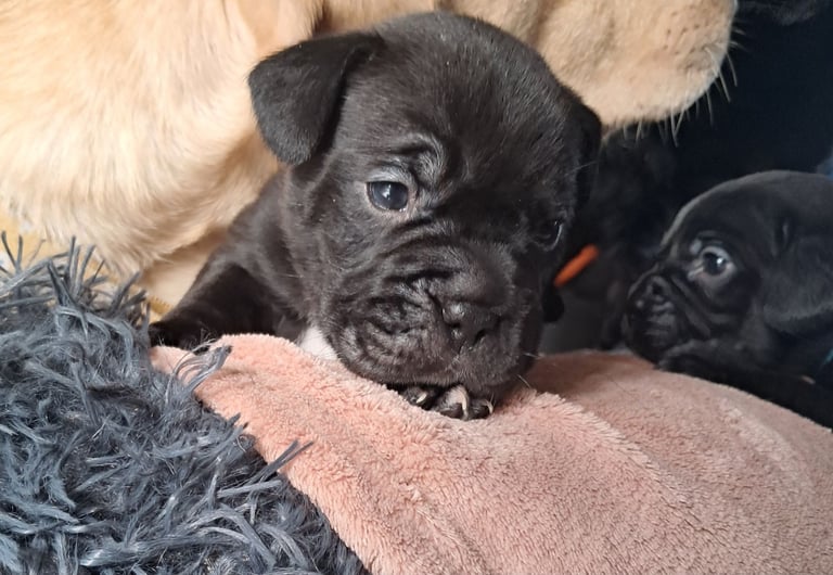 Frenchbulldog cross puppies 5 left 