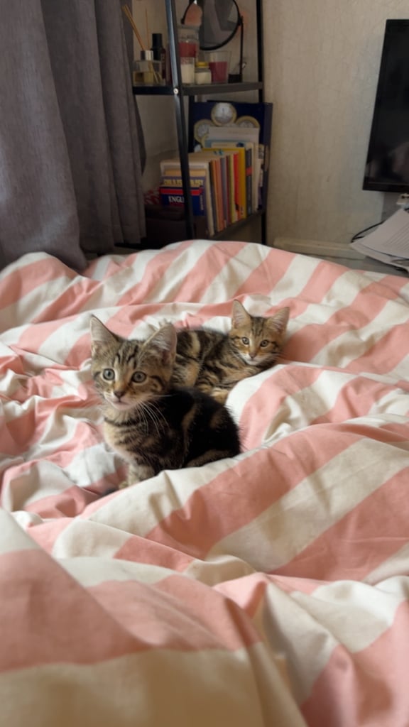 Quarter maincoone kittens 