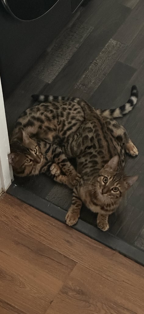 A beautiful litter of two Bengal kittens.