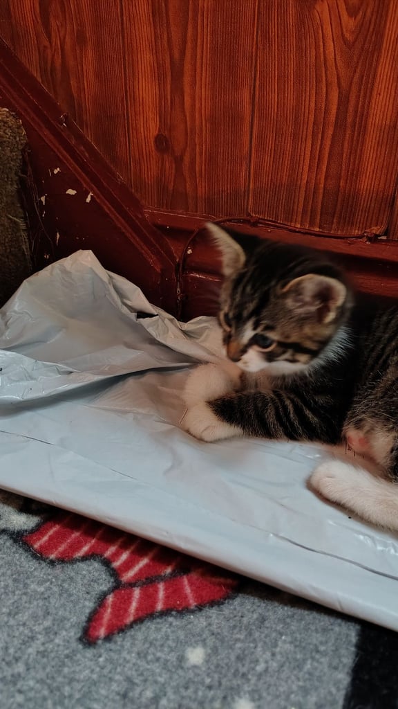 3 kittens ready to go home - All reserved