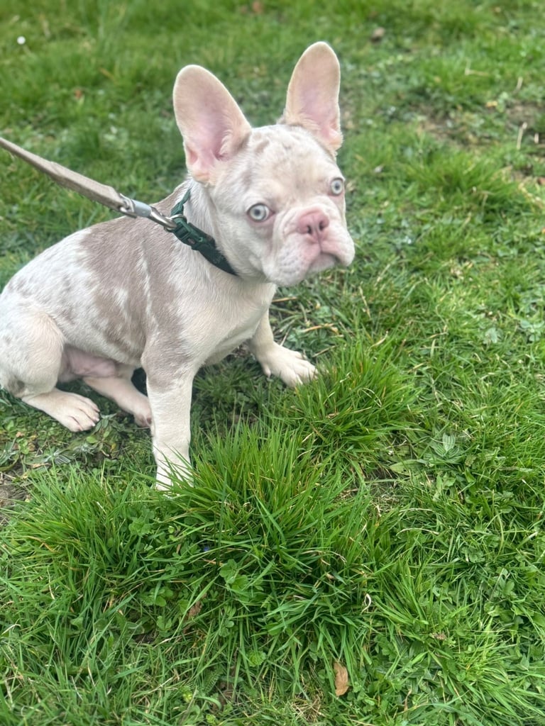 Merle Frenchie