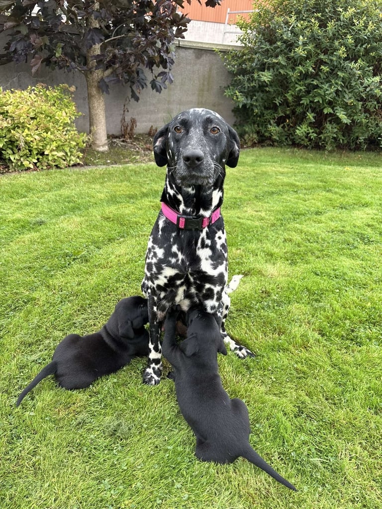 Dalmatian Golden Retriever Goldmation Dalmatian Dogs Puppies For