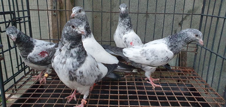 Pakistani Highflyer Pigeons For Sale