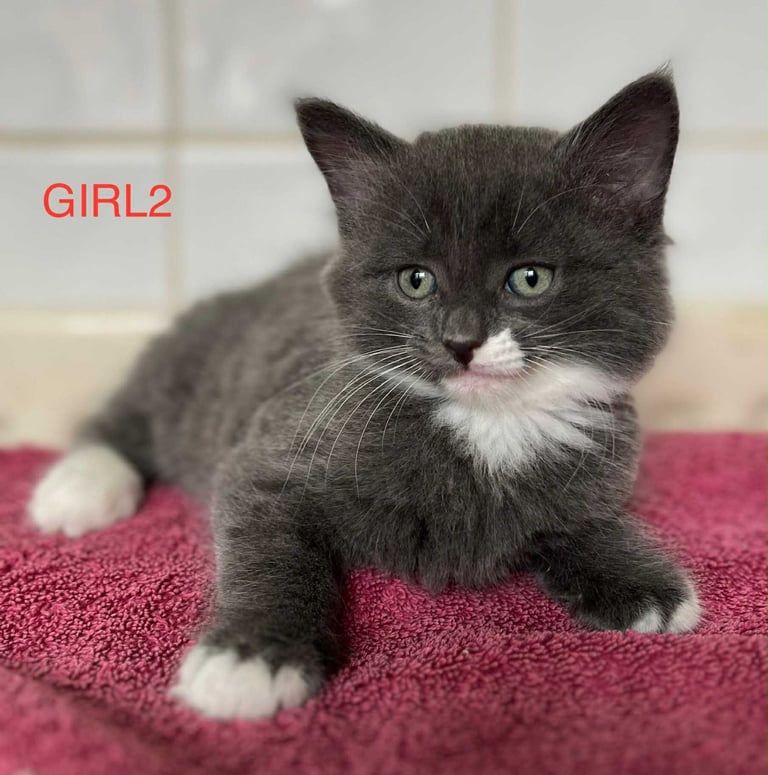 Wonderful kitten for sale 