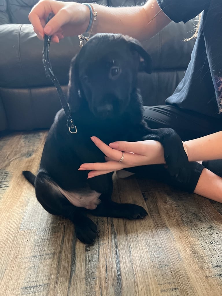 Kc pups ready for their new homes!  4 boys!