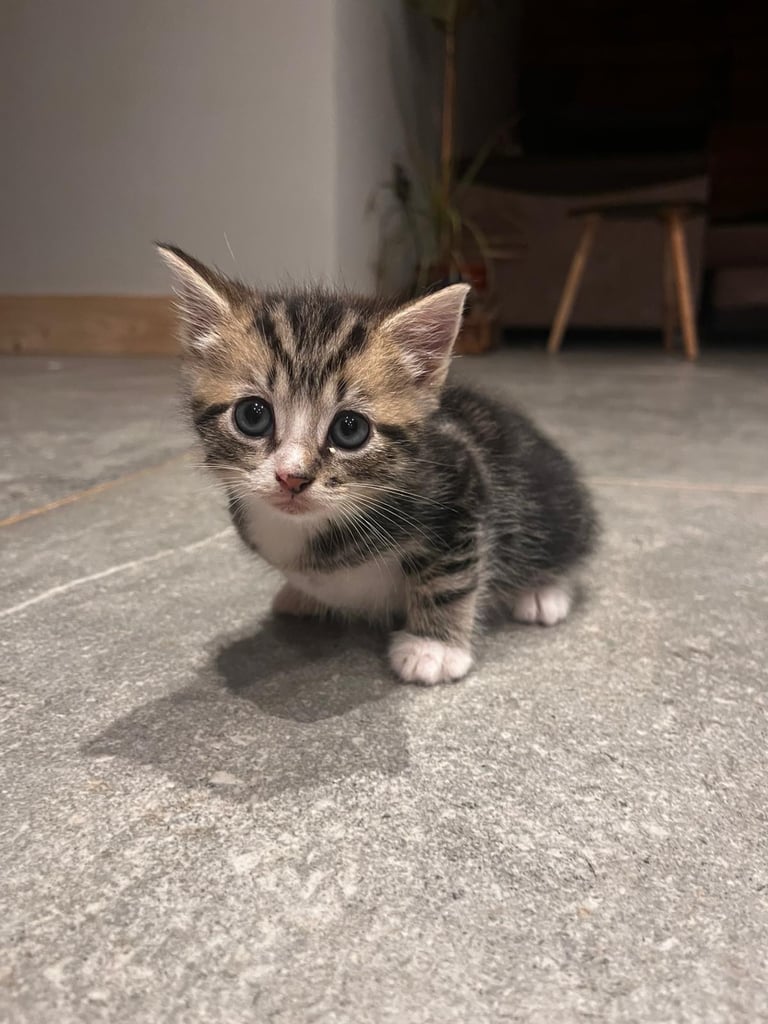 Female kitten