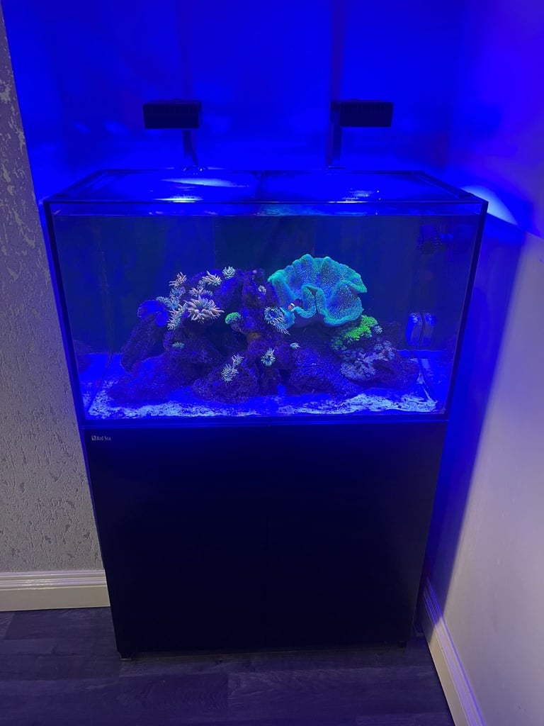 Redsea Reefer 250 With Coral and Fish