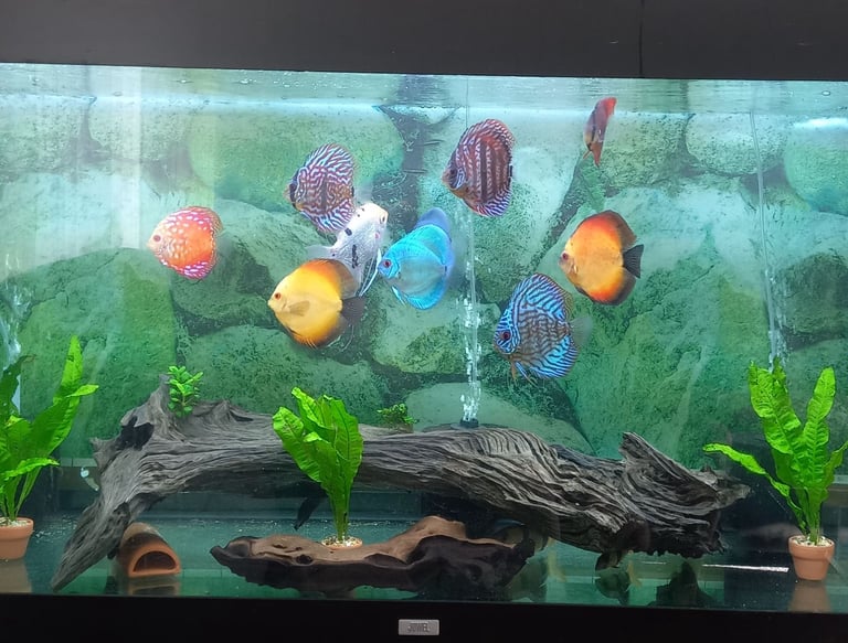image for 5ft juwel full set up
