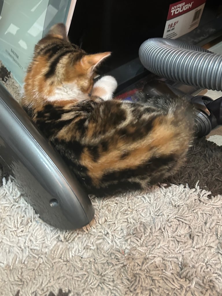 12 week kitten playful deflead, litter trained