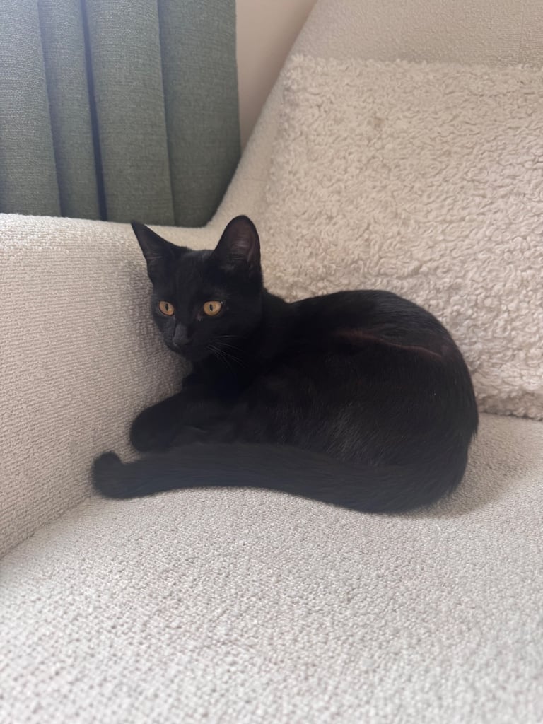 Super friendly 6 month old kitten