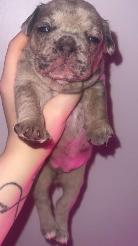 French Bulldog Puppies  
