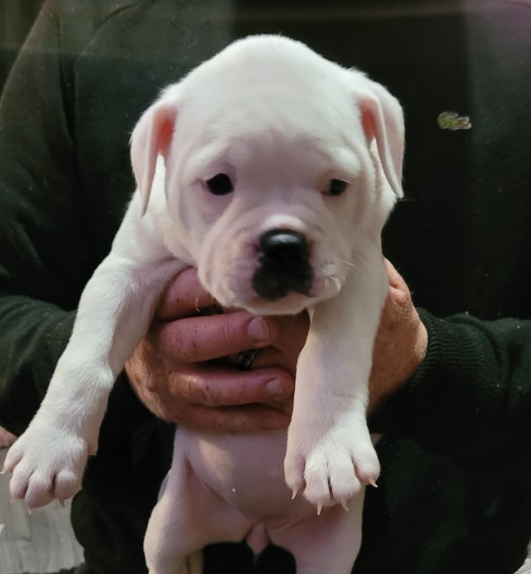 Dorset old tyme bulldogs 