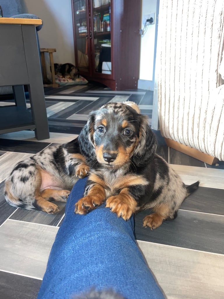 Long Haired Dachshund Puppies READY NOW!