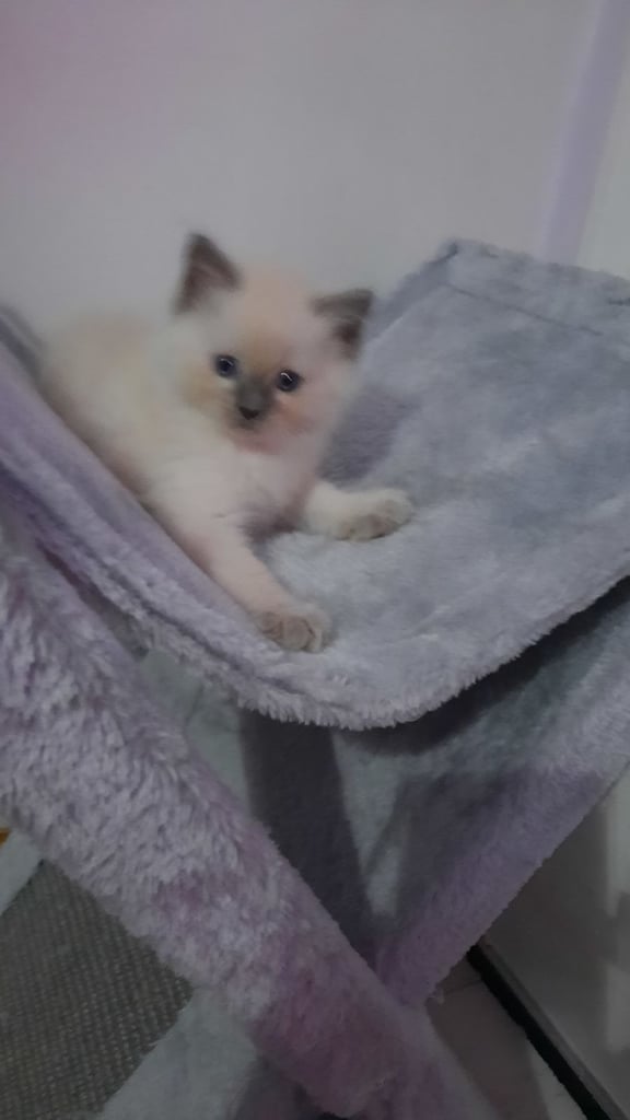 Ragdoll Kitten