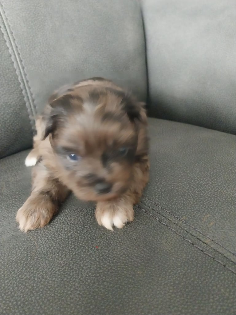 Pomeranian/terrior