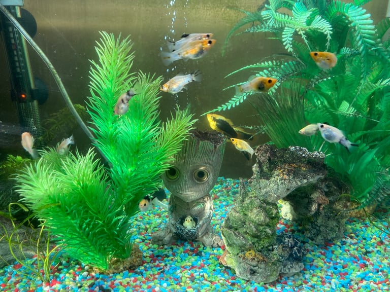 image for Mollys Fish