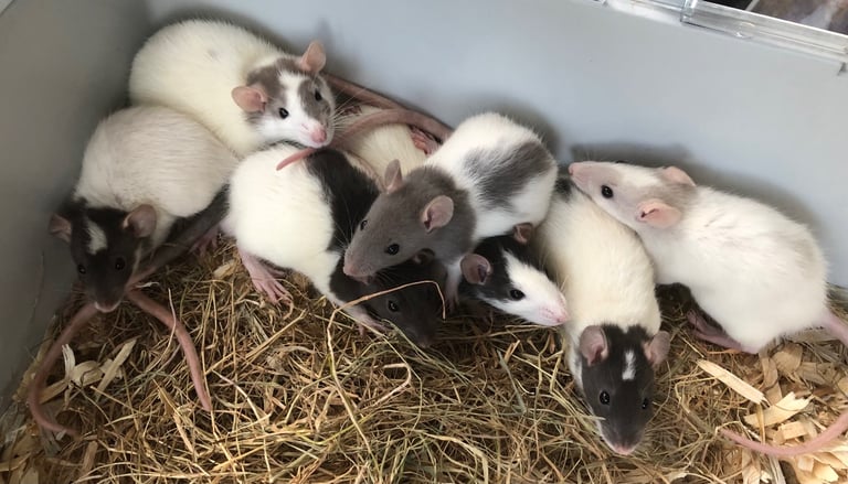 Very cute and friendly fancy baby rats