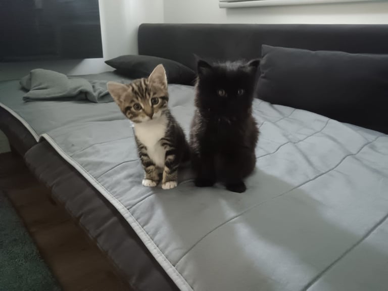 image for Kittens 
