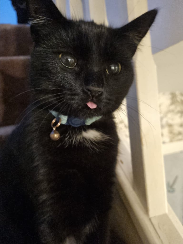 image for My special little cat for sale. 