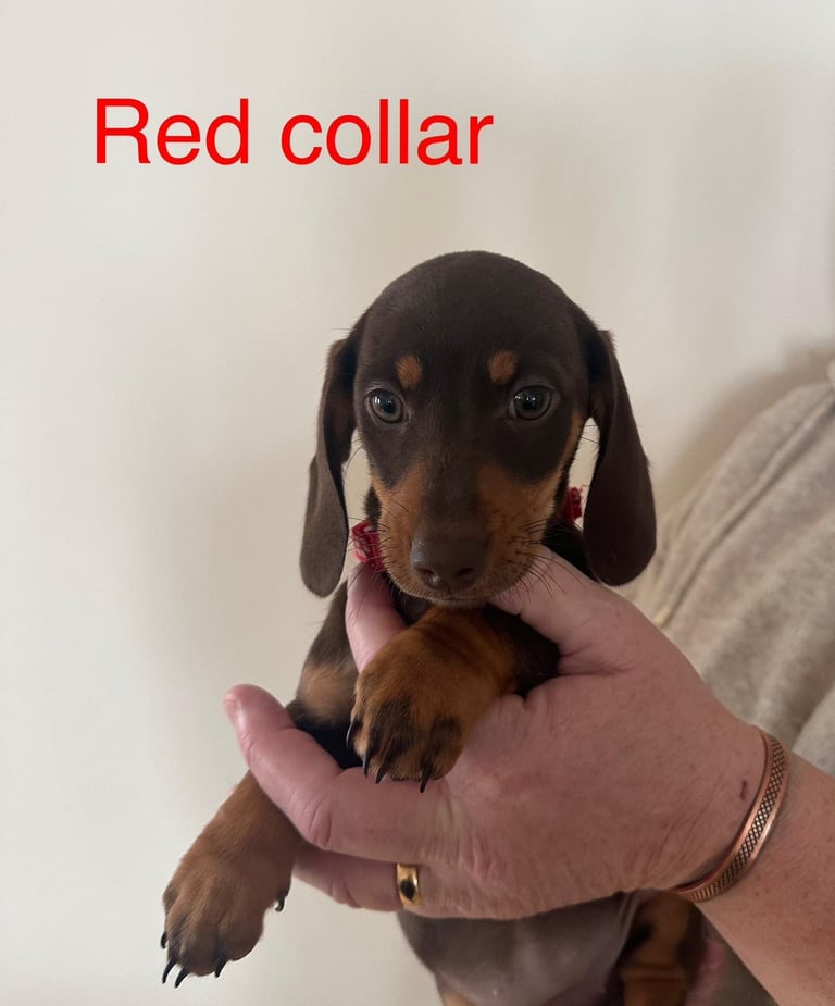 Miniature dachshund puppies *READY TO LEAVE*