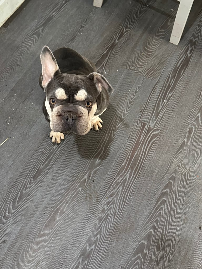 1 yr old frenchbull dog Luna 