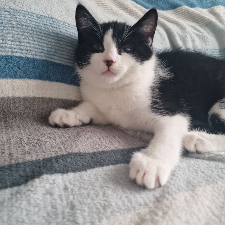 BLACK WHITE KITTEN GIRL 